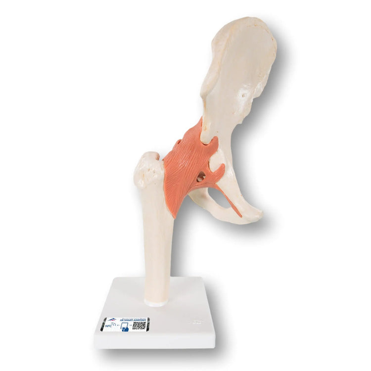 Modèle fonctionnel de luxe de l'articulation de la hanche - Anatomie et pathologie 3B Scientific 