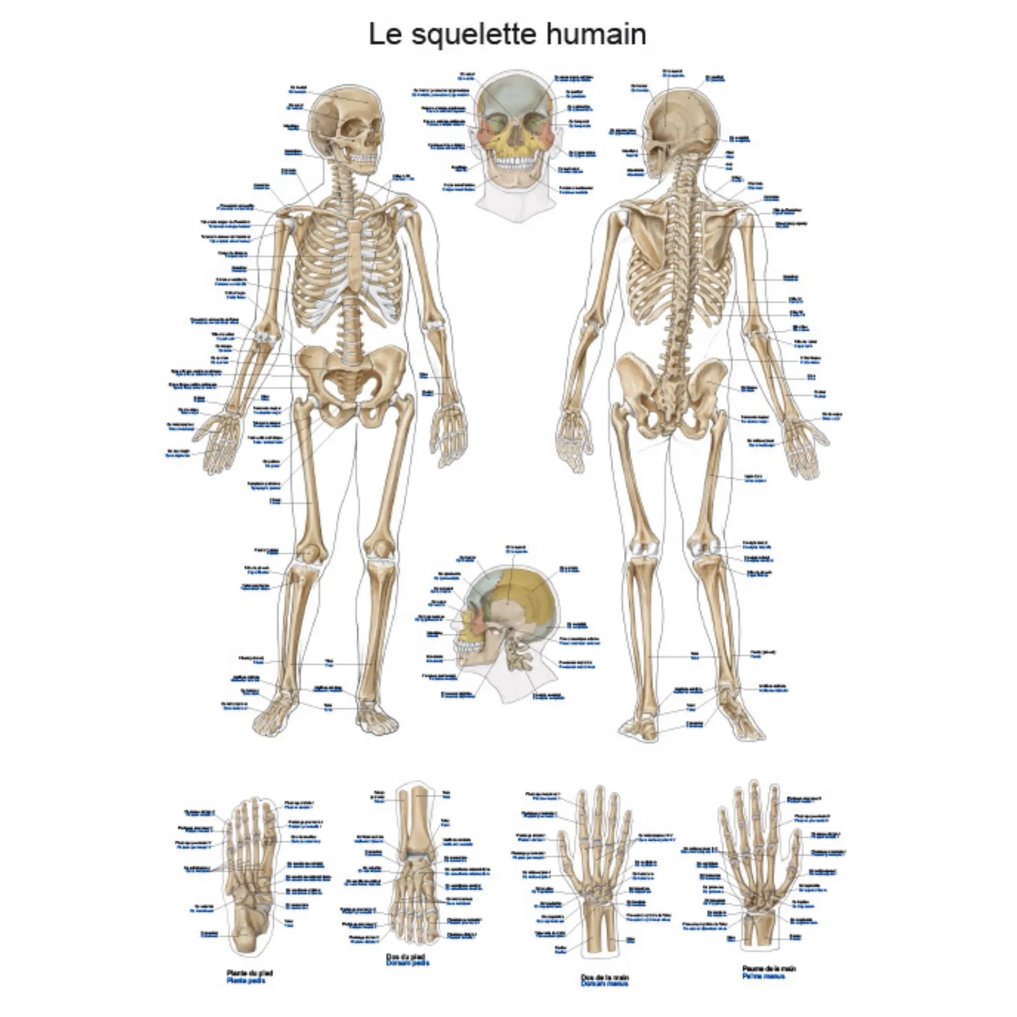 Planche anatomique - Le squelette humain - 50 x 70 cm - Français et latin - My Podologie